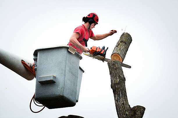 Best Arborist Consultation Services  in Holtville, AL