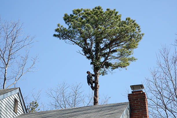 Best Tree Risk Assessment  in Holtville, AL